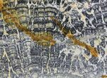 Polished, Asperia Stromatolite Section ( lbs) - Australia #64792-3